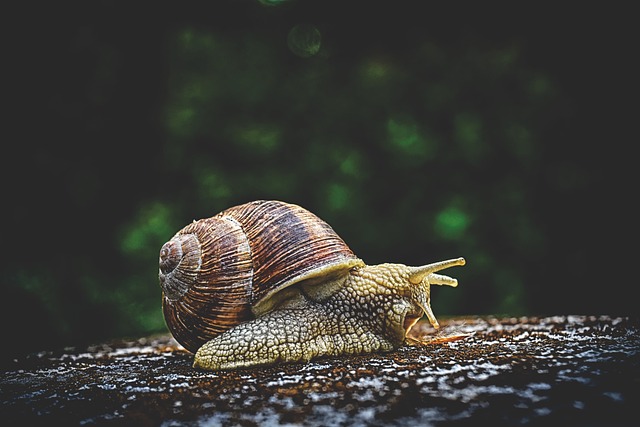 蜗牛 壳 软体动物 - 上的免费照片