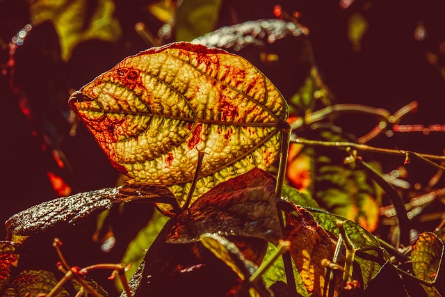 豆 树叶 植物 - 上的免费照片