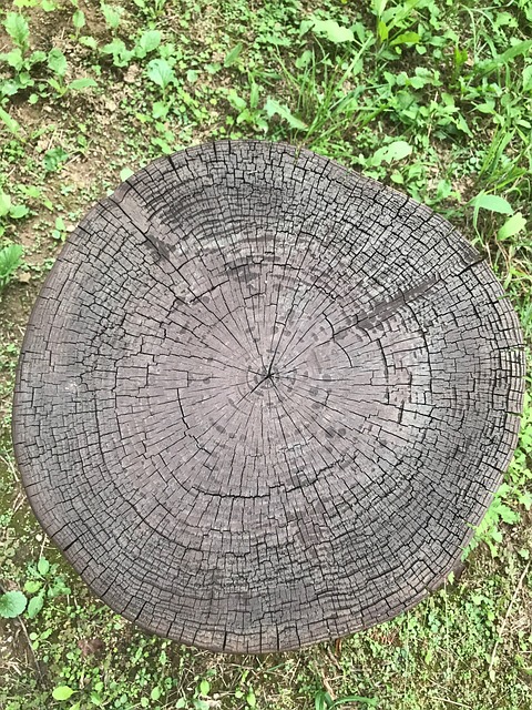 砍树 年度区 圆圈 - 上的免费照片