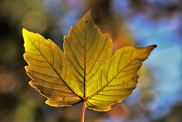叶子 秋天 植物学 - 上的免费照片
