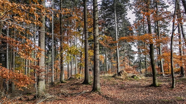 秋天的树林 多彩多姿的 秋叶 - 上的免费照片