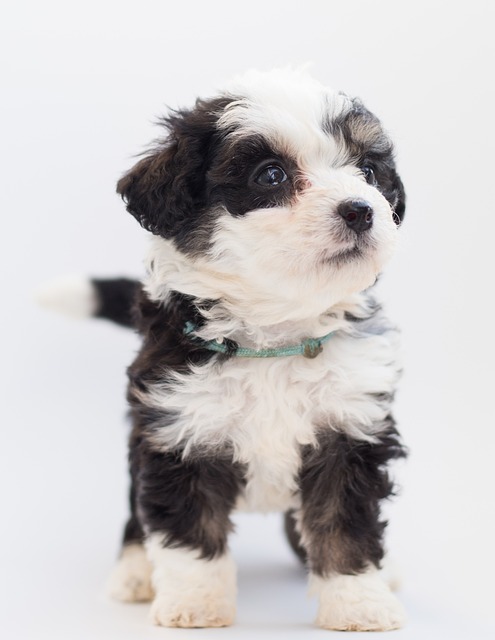 Bernedoodle 狗 小狗 - 上的免费照片