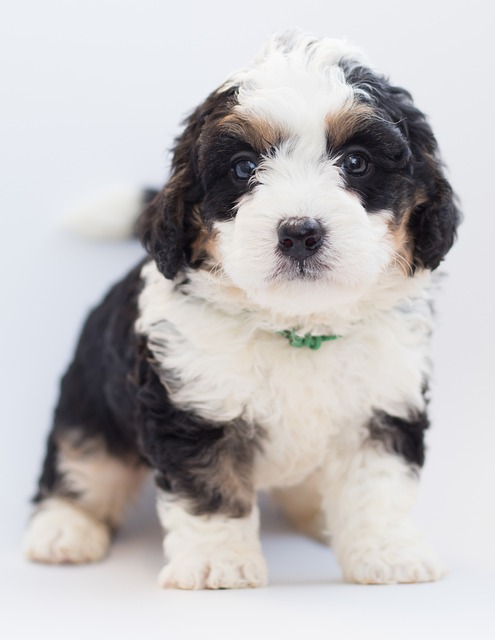 Bernedoodle 狗 小狗 - 上的免费照片