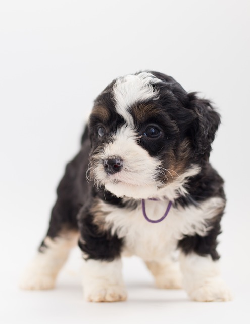 Bernedoodle 狗 小狗 - 上的免费照片