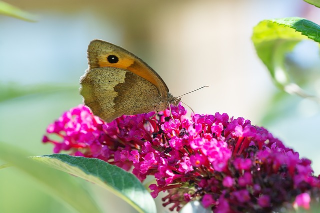 蝴蝶 Lycaon 埃德尔法特 - 上的免费照片