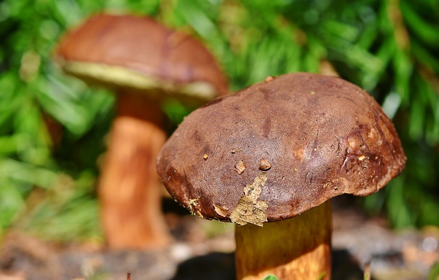 栗子牛肝菌 蘑菇 菌 - 上的免费照片