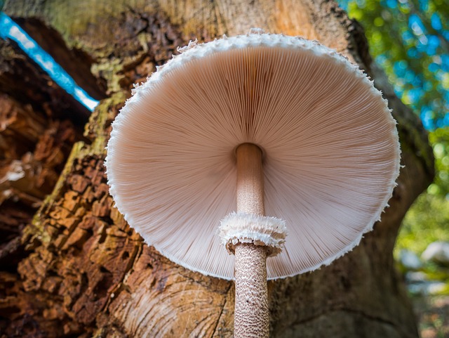 蘑菇 森林 落下 - 上的免费照片