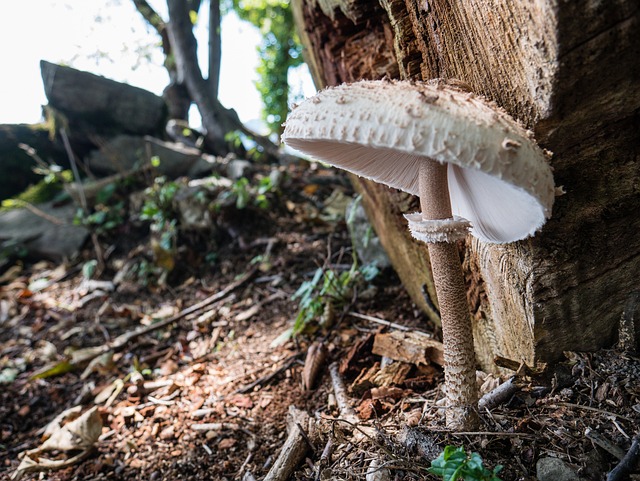 蘑菇 森林 落下 - 上的免费照片