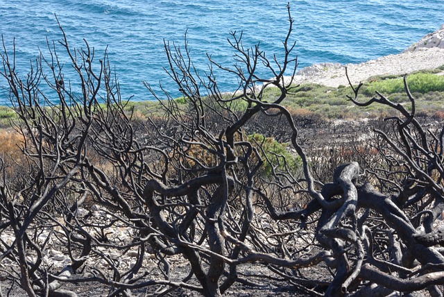 蹂躏 消防 喝 - 上的免费照片