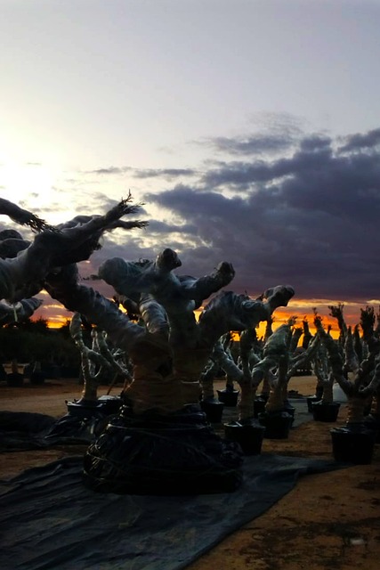 农村 树 气氛 - 上的免费照片