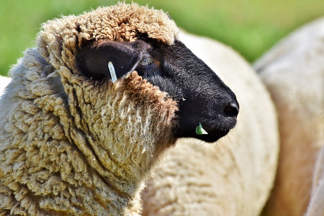 羊 羊头 农场动物 - 上的免费照片