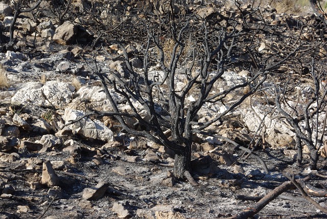 灌木 树 烧焦了 - 上的免费照片