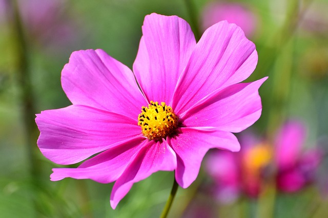 宇宙 花 Cosmea - 上的免费照片