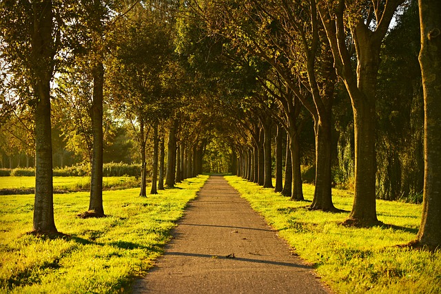 树木 车道 绿树成荫 - 上的免费照片