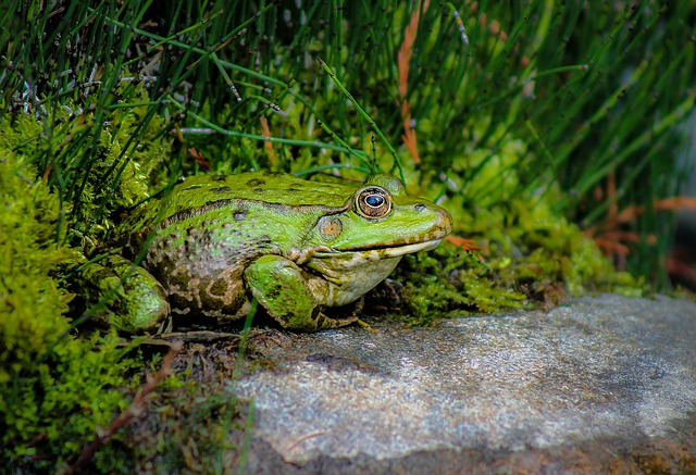 青蛙 牛蛙 动物 - 上的免费照片
