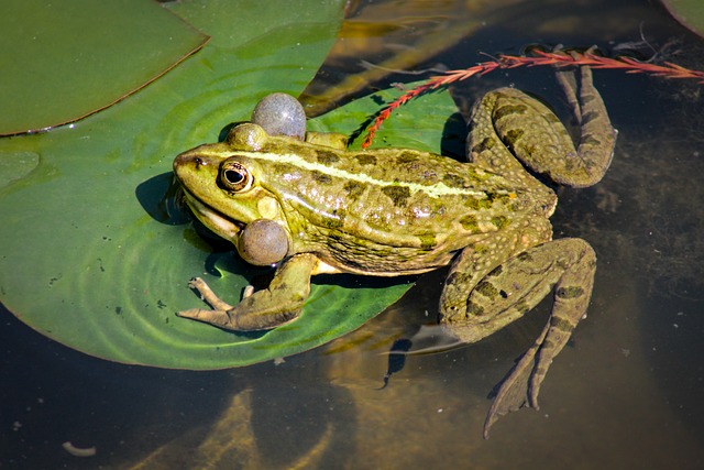 青蛙 牛蛙 两栖类 - 上的免费照片