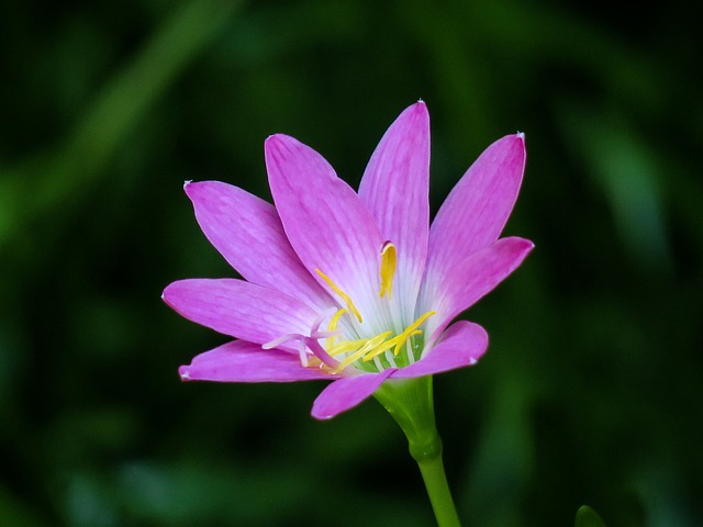 香港 植物 花瓣 - 上的免费照片