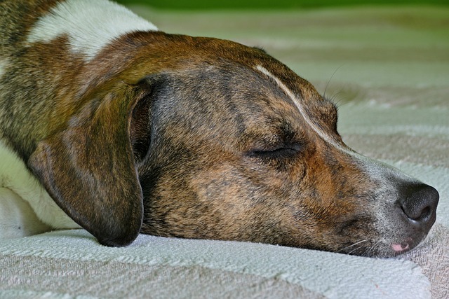 狗 家 这个动物 - 上的免费照片