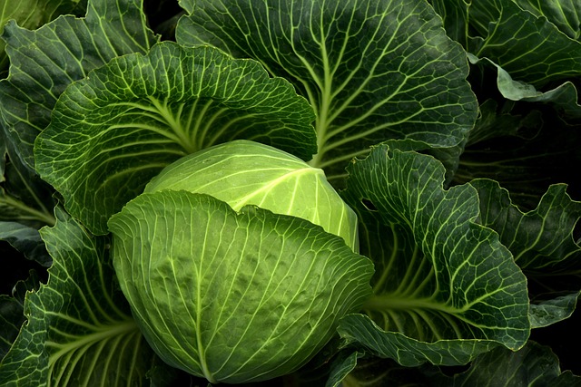 卷心菜 栽培 蔬菜 - 上的免费照片