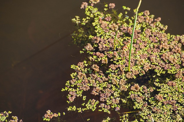 浮萍 Slootkroos 水 - 上的免费照片