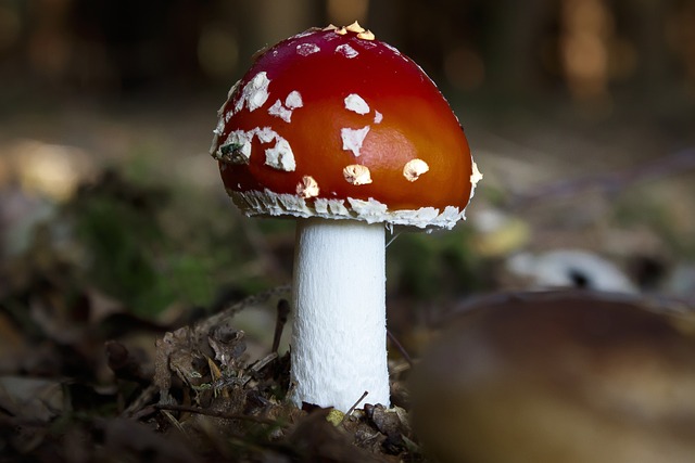 毒菌 毒蝇伞 蘑菇 - 上的免费照片
