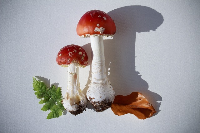 毒菌 蕨类 山毛榉叶 - 上的免费照片