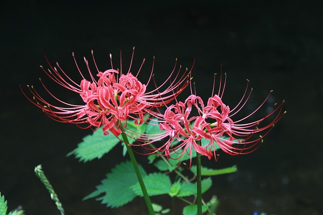 石山 石生产 花盆 - 上的免费照片