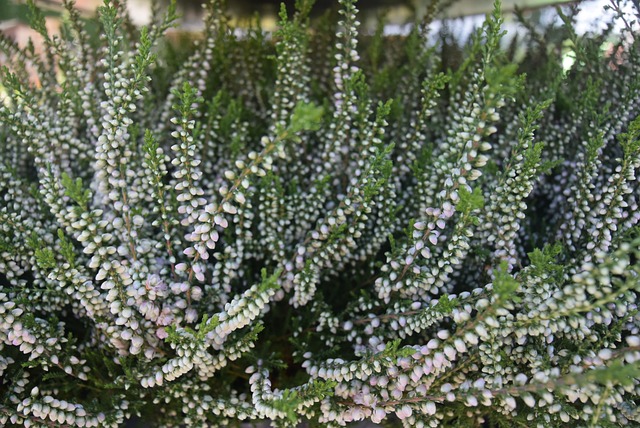 石南花 Heather 沼泽 - 上的免费照片