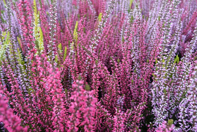 石南花 Heather 沼泽 - 上的免费照片
