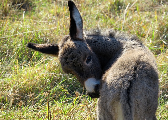 驴 年轻的屁股 驴驹 - 上的免费照片