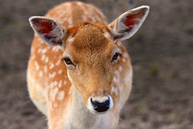 动物 小鹿 物种 - 上的免费照片