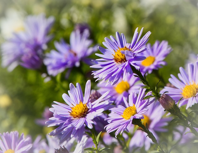 Asters 紫色的 紫色 - 上的免费照片