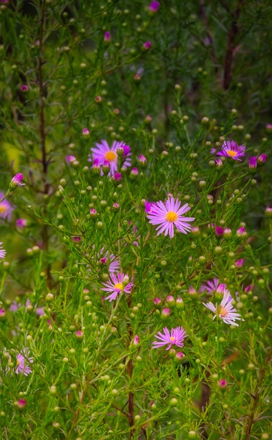 Asters 粉色的 花 - 上的免费照片