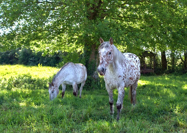 马 场 其中 - 上的免费照片