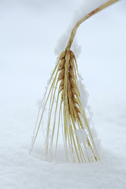 科洛斯 雪 玉米 - 上的免费照片