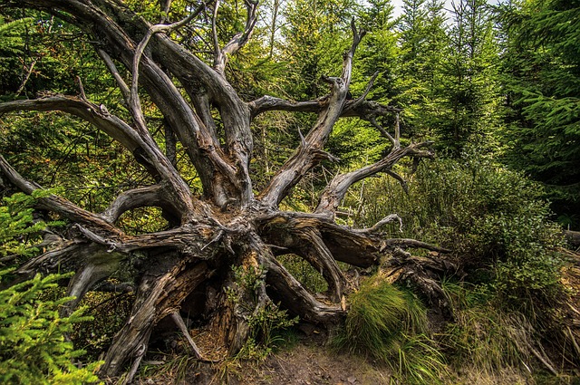 Lothar路径 分行 树根 - 上的免费照片