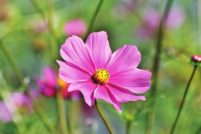 Cosmea 花 首饰篮 - 上的免费照片