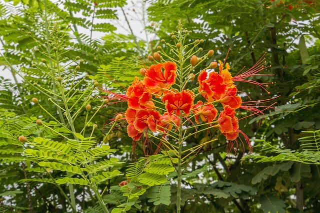 龙飞凤舞 花 花朵 - 上的免费照片