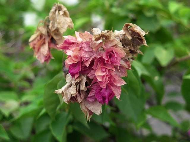 变 在变的花朵 花 - 上的免费照片