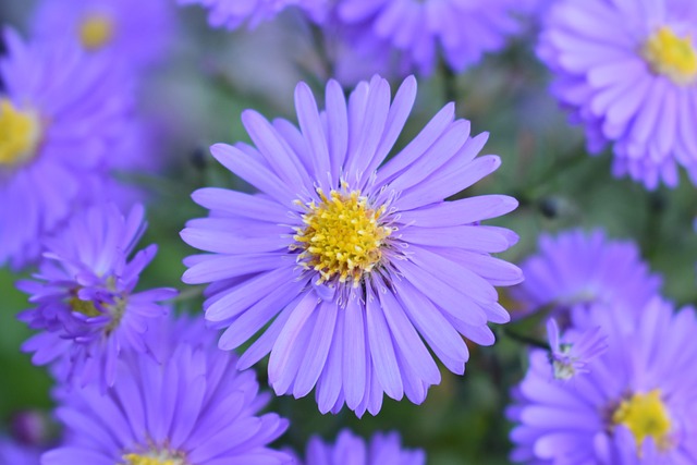 Santbrink 翠菊 Novoblogika - 上的免费照片