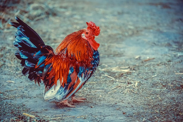 鸡 动物 家禽 - 上的免费照片