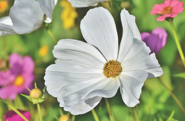 Cosmea 花 首饰篮 - 上的免费照片