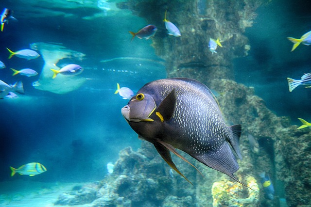 鱼 观赏鱼 水族馆 - 上的免费照片