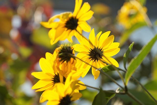 耶路撒冷的朝鲜蓟 小的 向日葵 - 上的免费照片