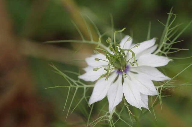 奈杰拉 花 夏天 - 上的免费照片