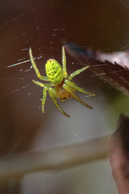 蜘蛛 绿色 宏 - 上的免费照片