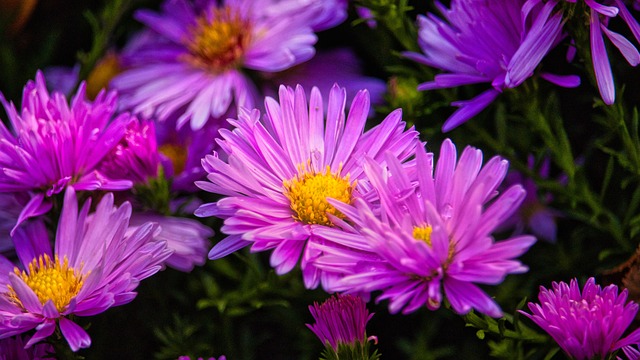 Asters 明亮的 紫色的 - 上的免费照片