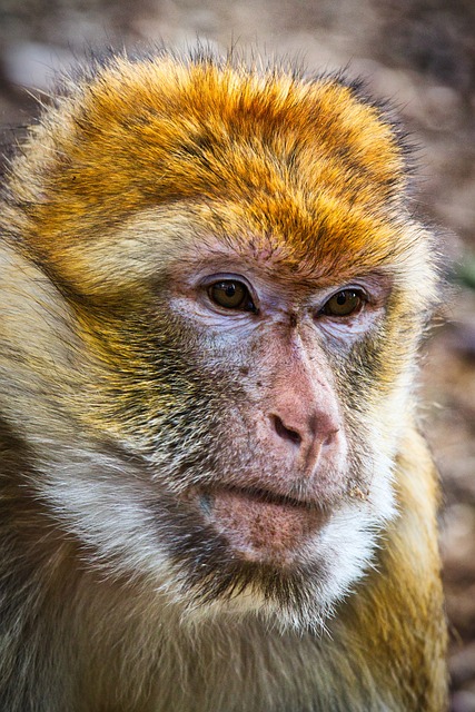 巴巴利猿 猴 动物 - 上的免费照片