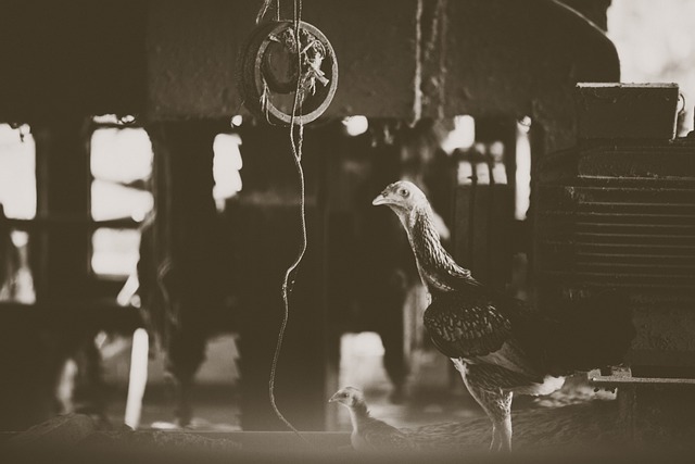 鸡 母鸡 自然 - 上的免费照片