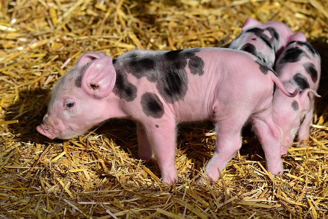 小猪 动物 农场 - 上的免费照片